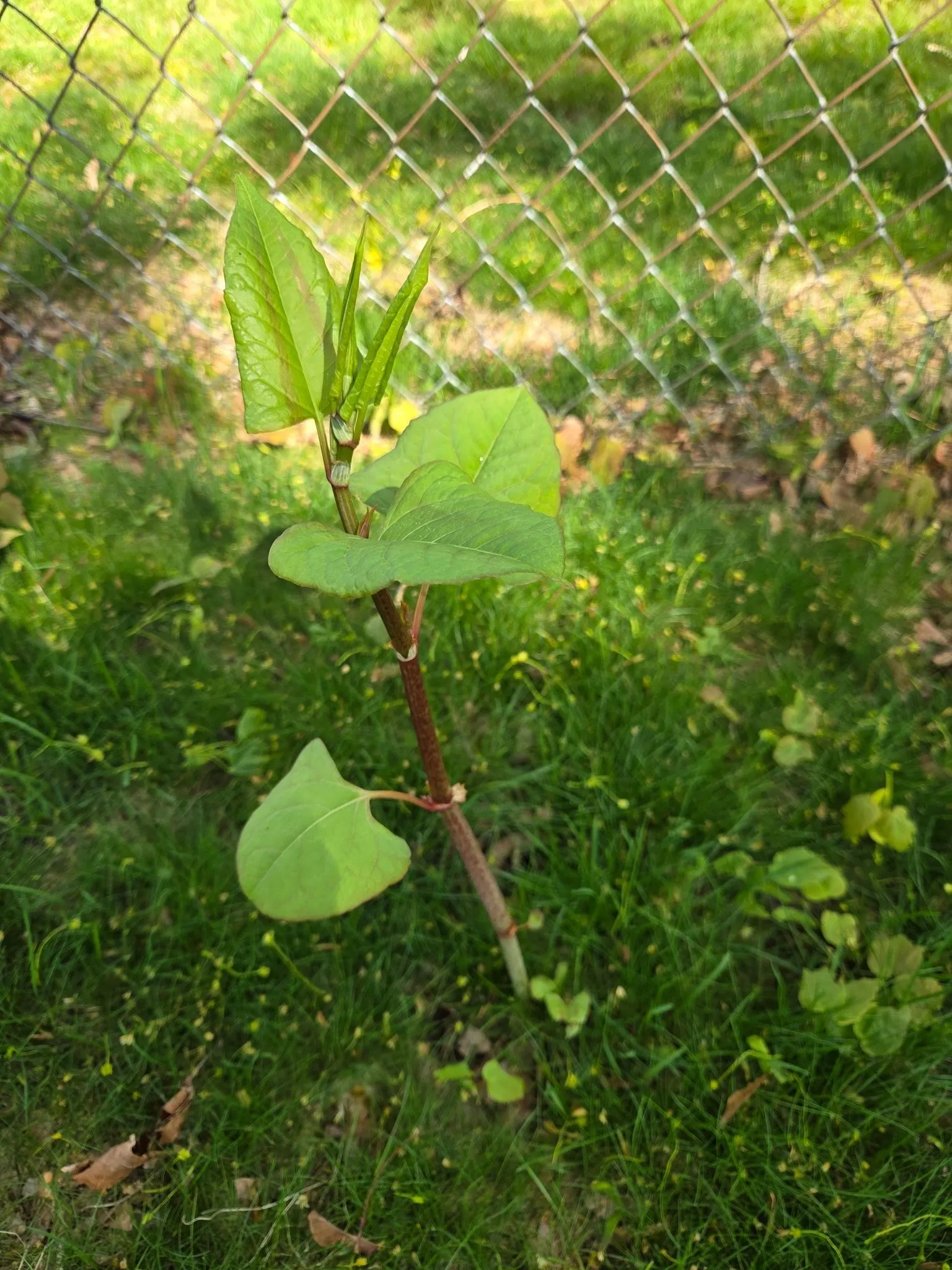 The Poison Ivy Guy project photo