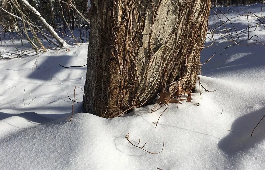 The trunk of a tree is covered in snow