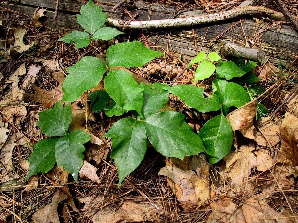 A small plant with green leaves is growing out of the ground.