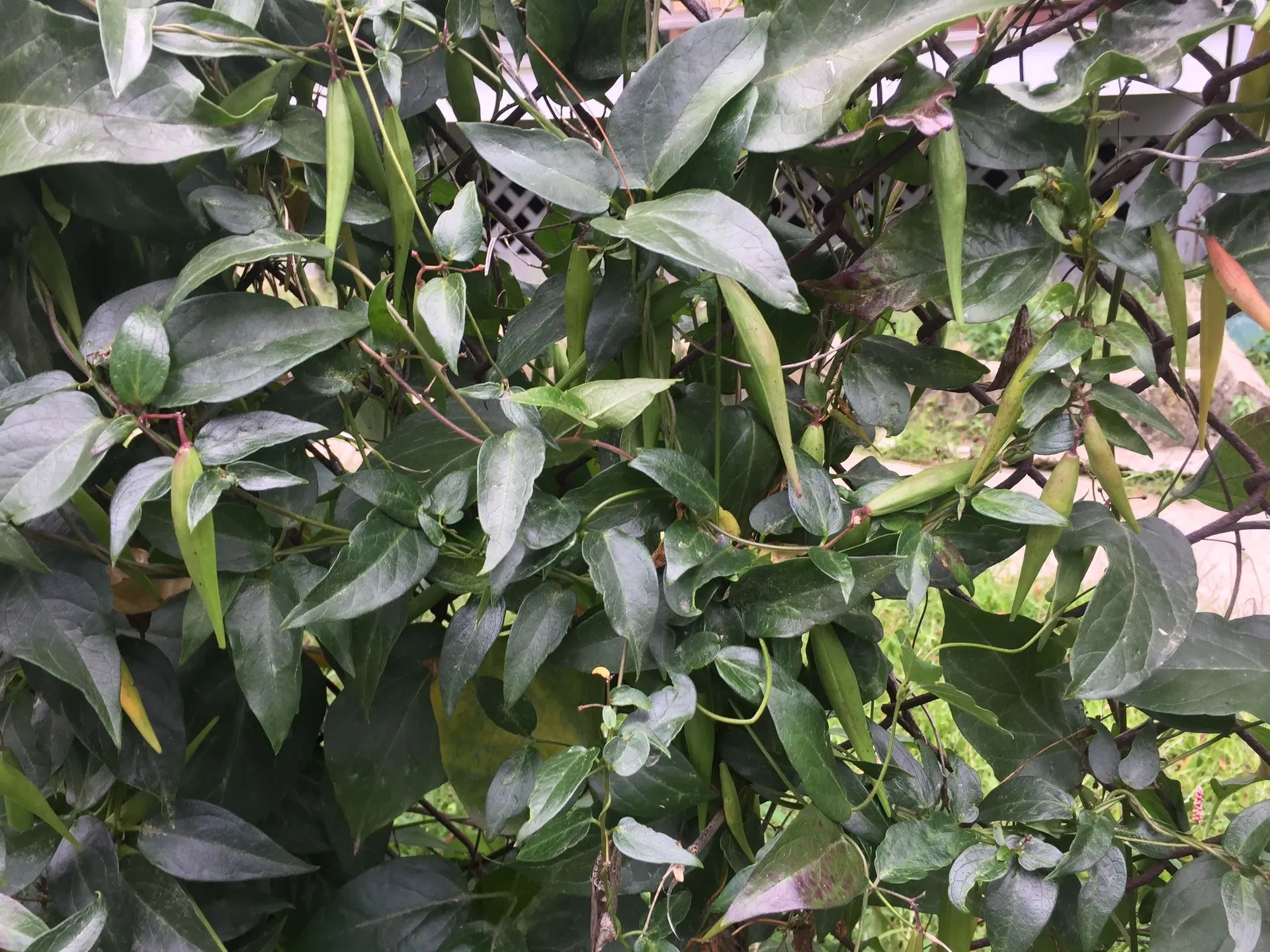 Seedpods
