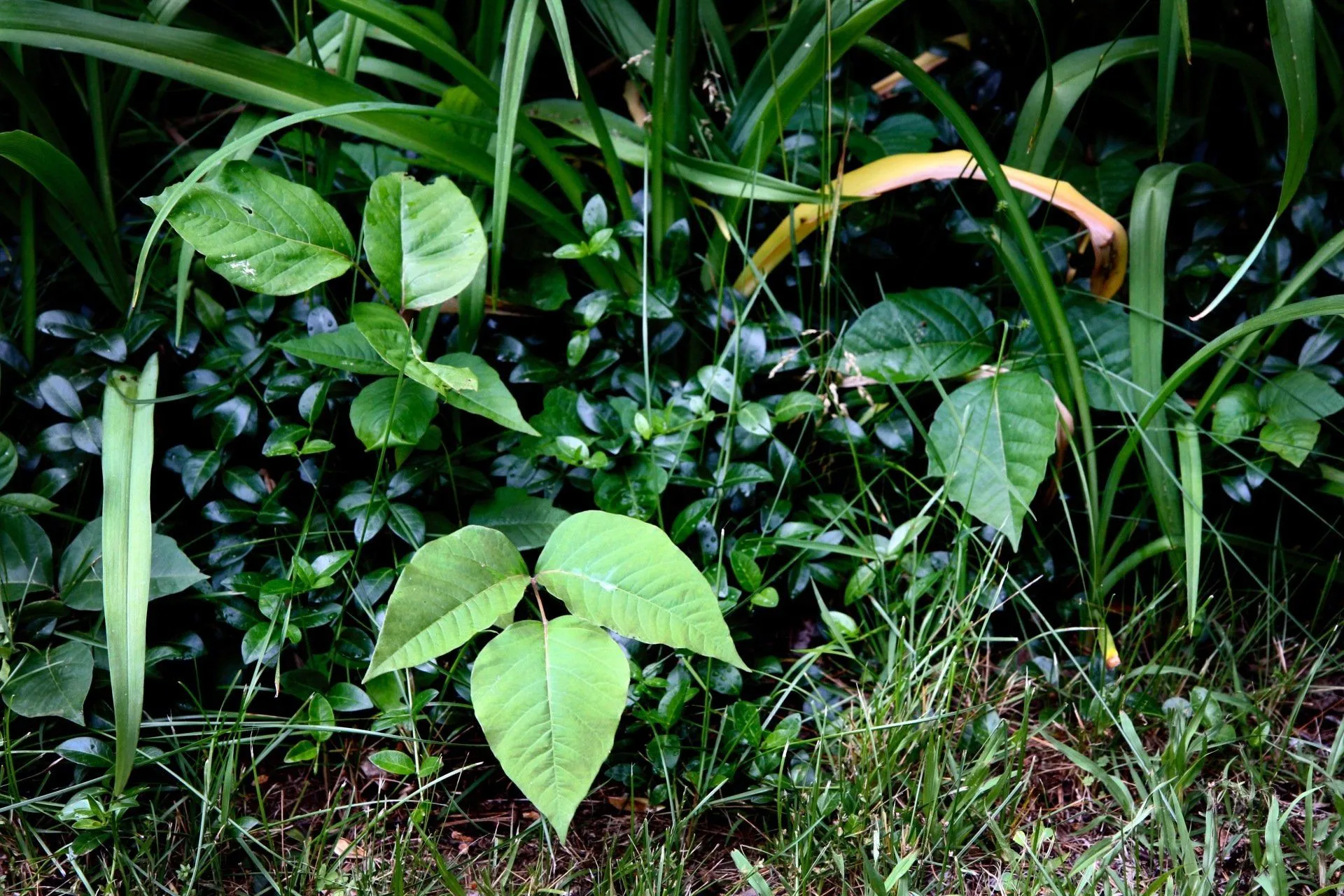 A small plant with green leaves is growing in the grass.