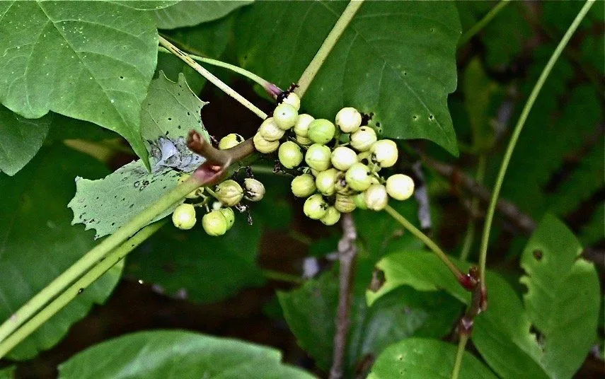 A bunch of green berries are growing on a plant.