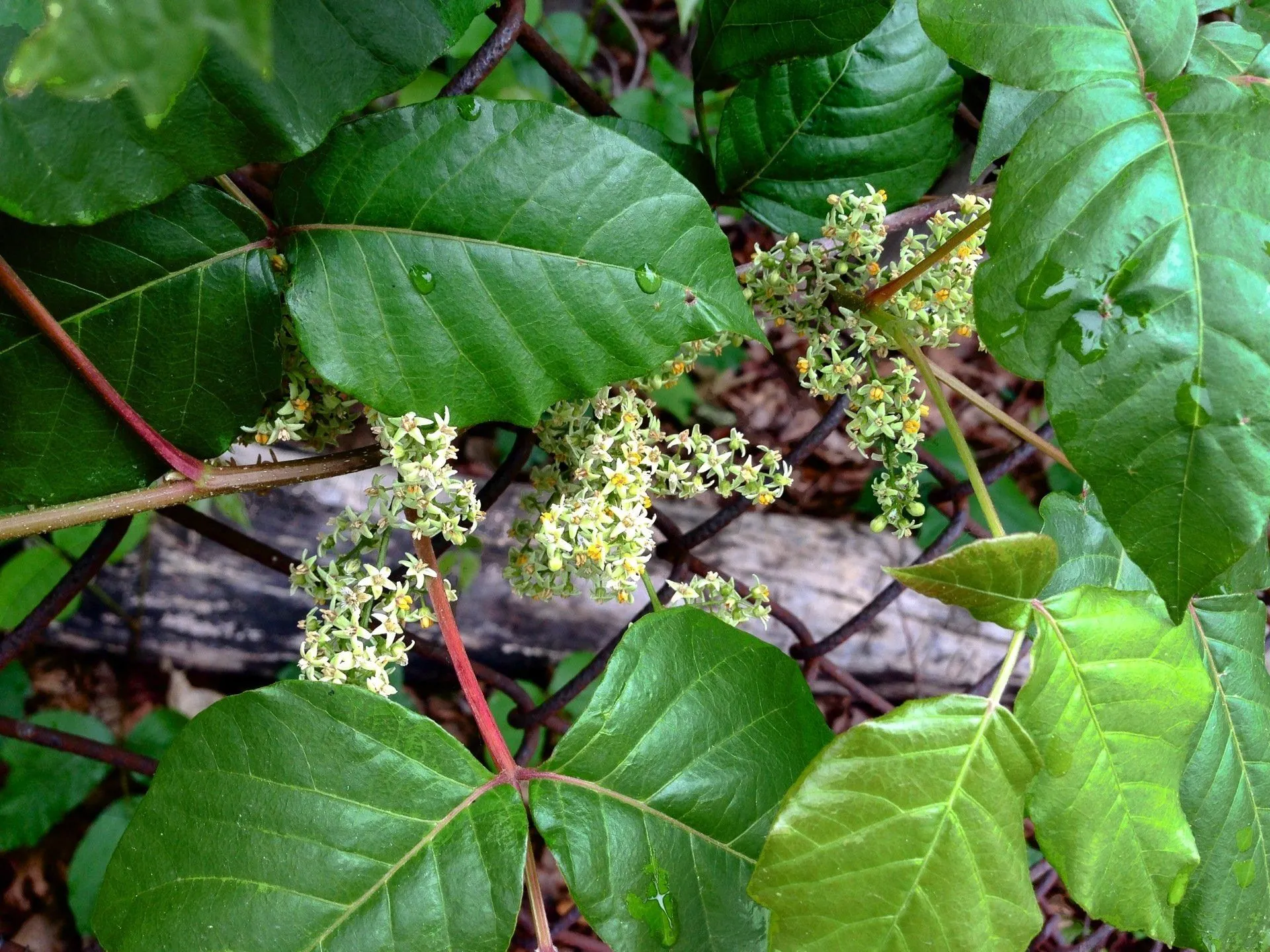 A close up of a plant with green leaves and white flowers