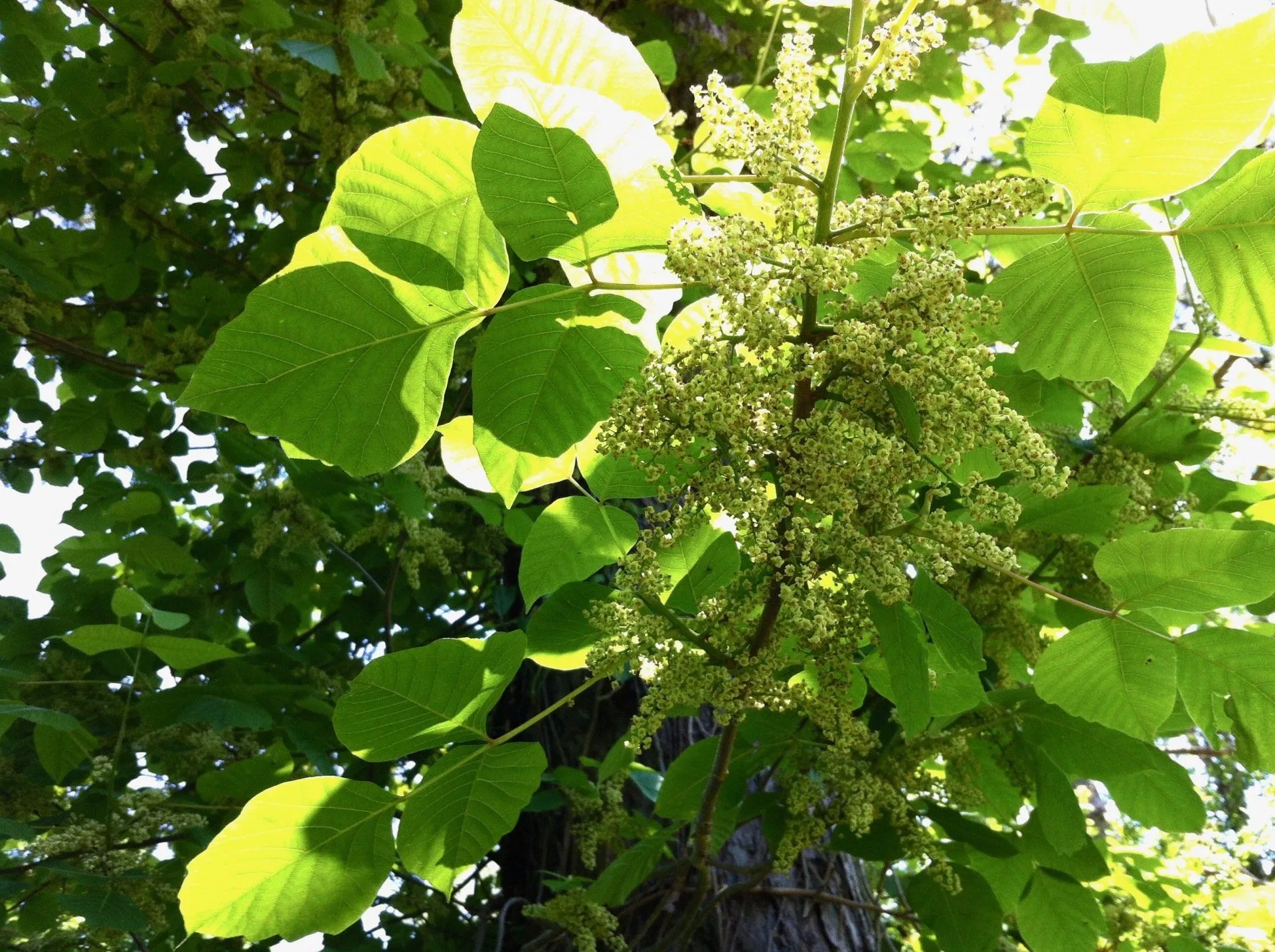 A tree with lots of green leaves and flowers