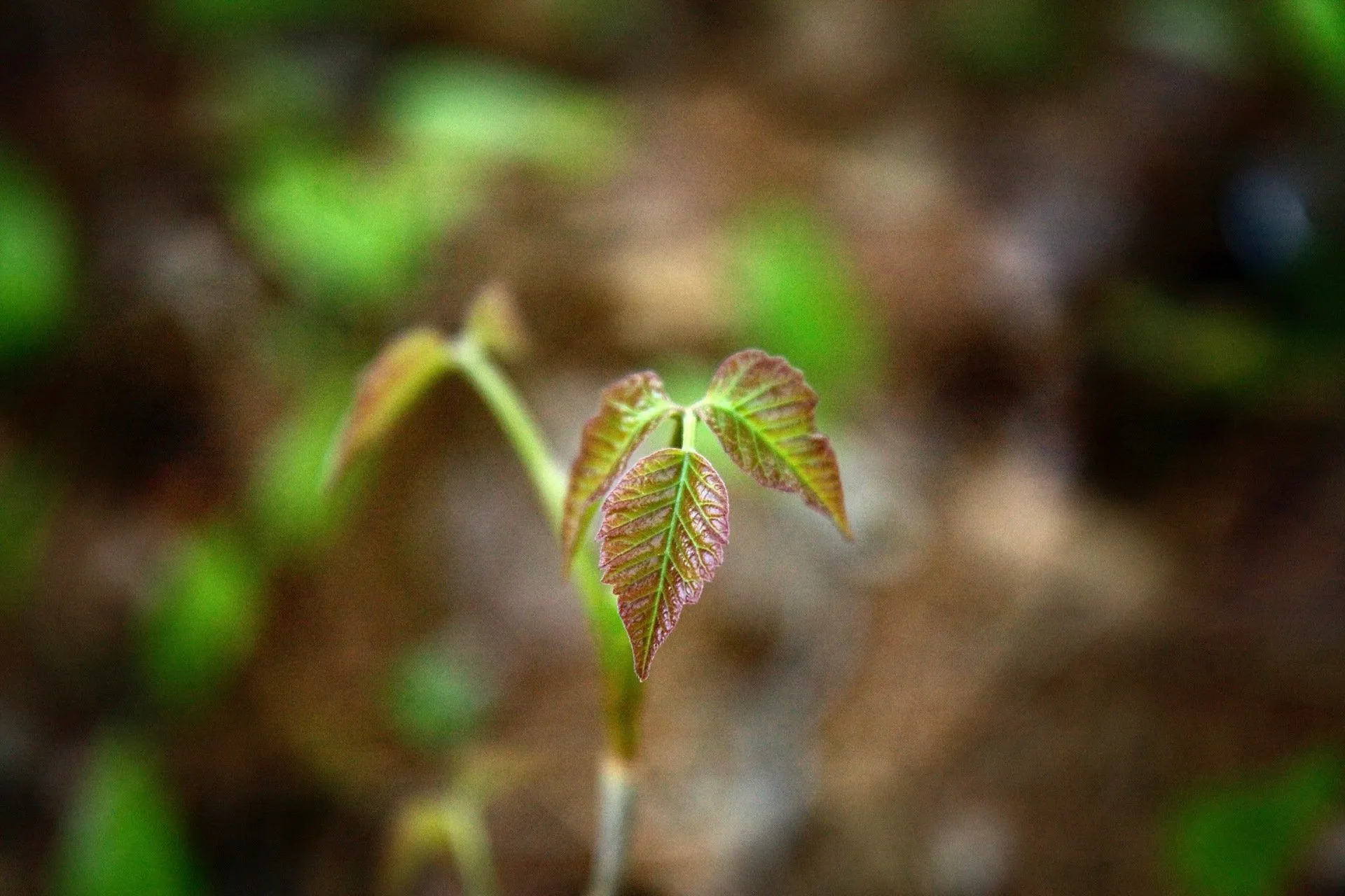 A small green leaf is growing out of the ground.