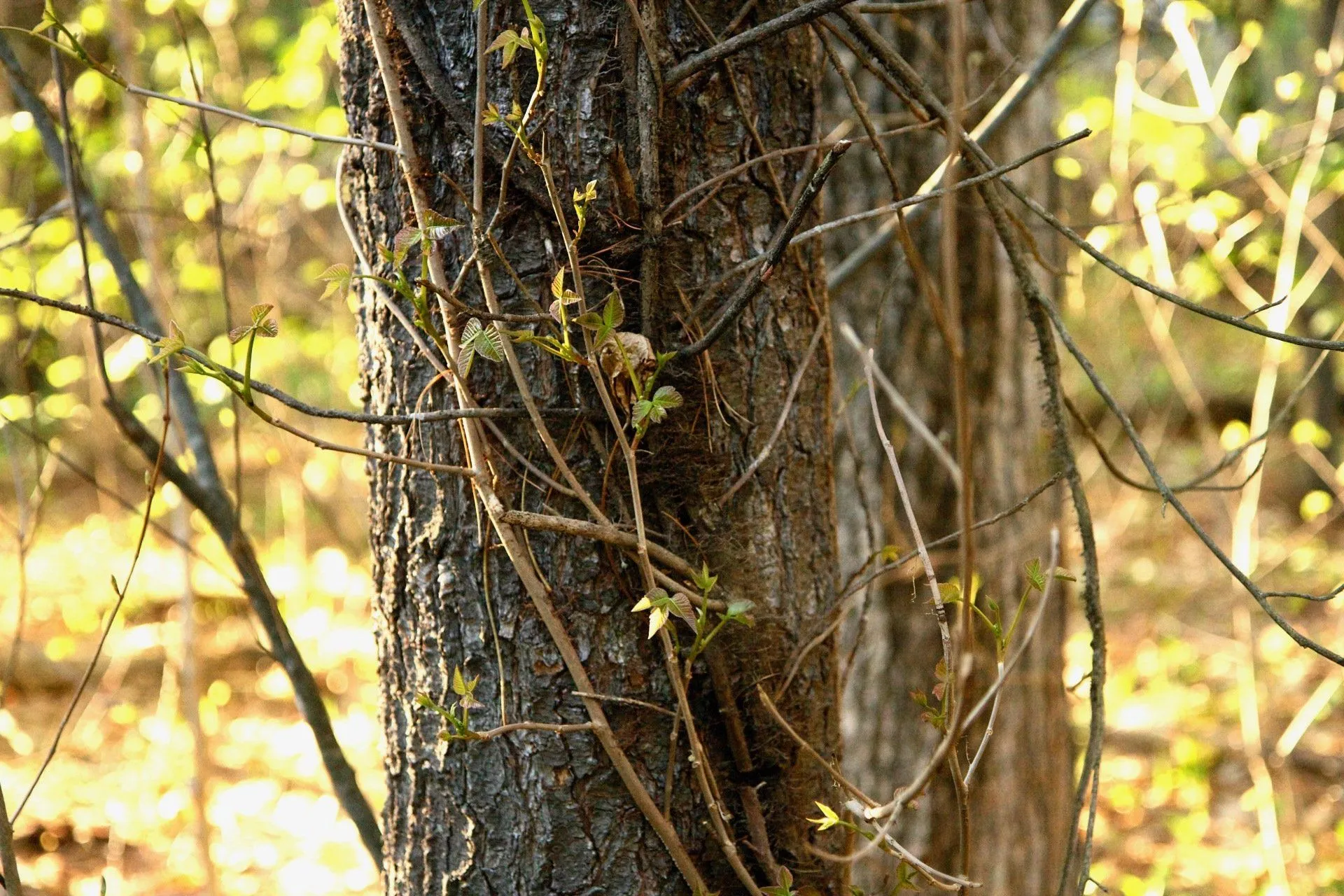 A tree with a vine growing on it in the woods.