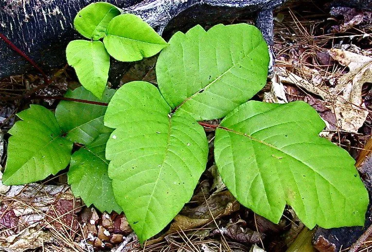 A plant with green leaves is growing out of the ground