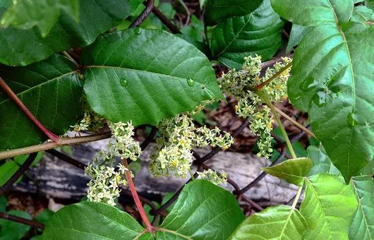 Close up of poison ivy leaves