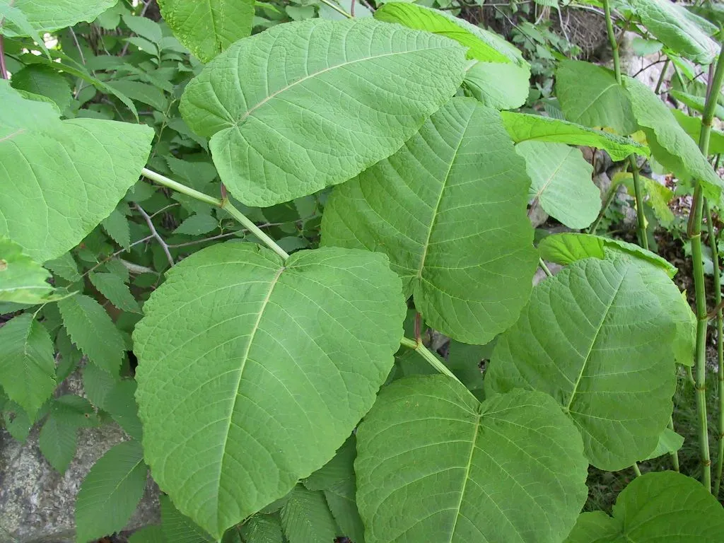 The Poison Ivy Guy project photo