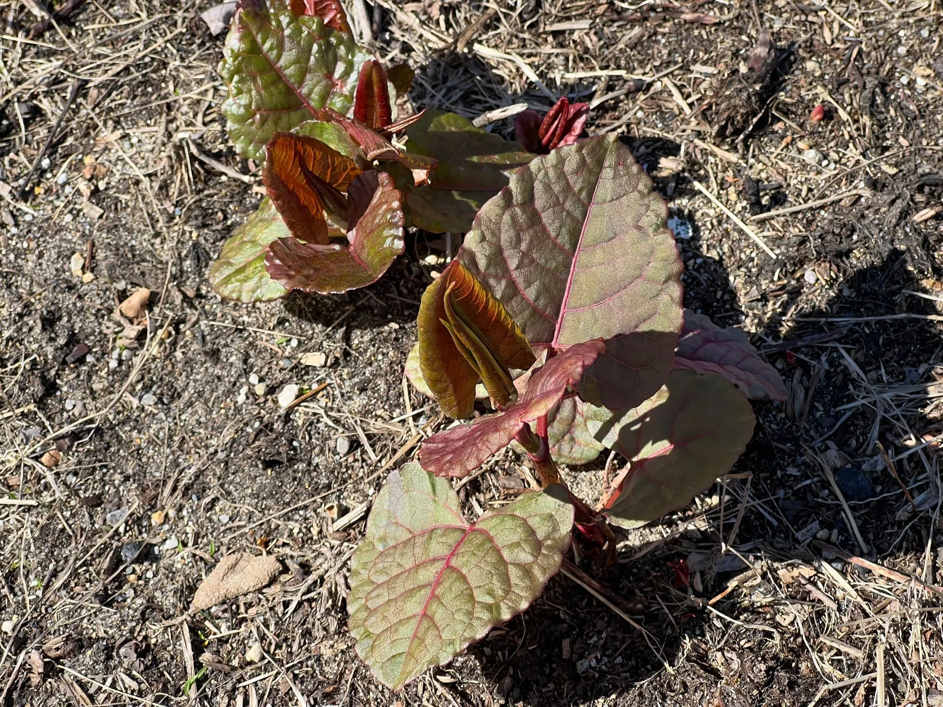 The Poison Ivy Guy project photo