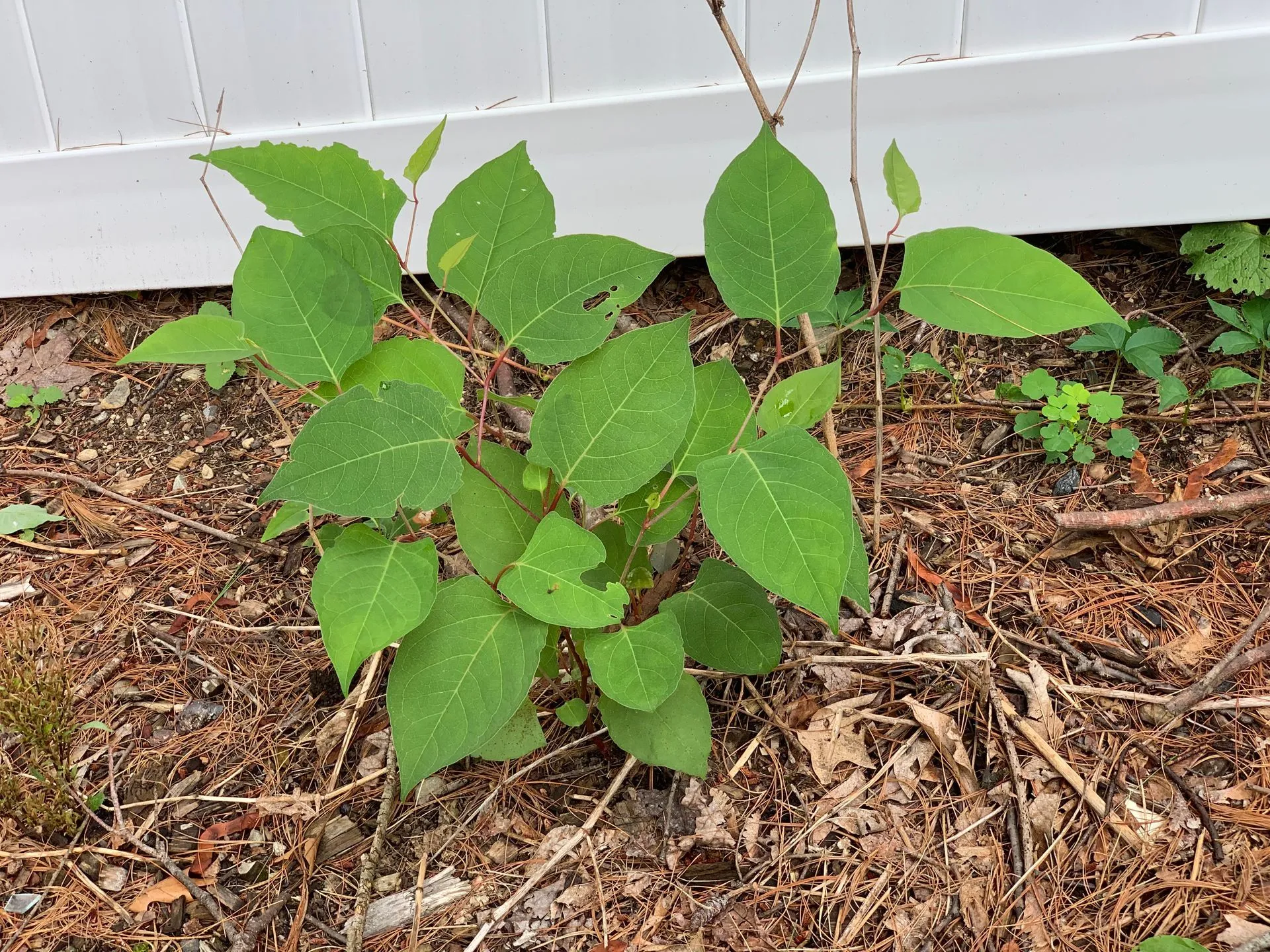 The Poison Ivy Guy project photo