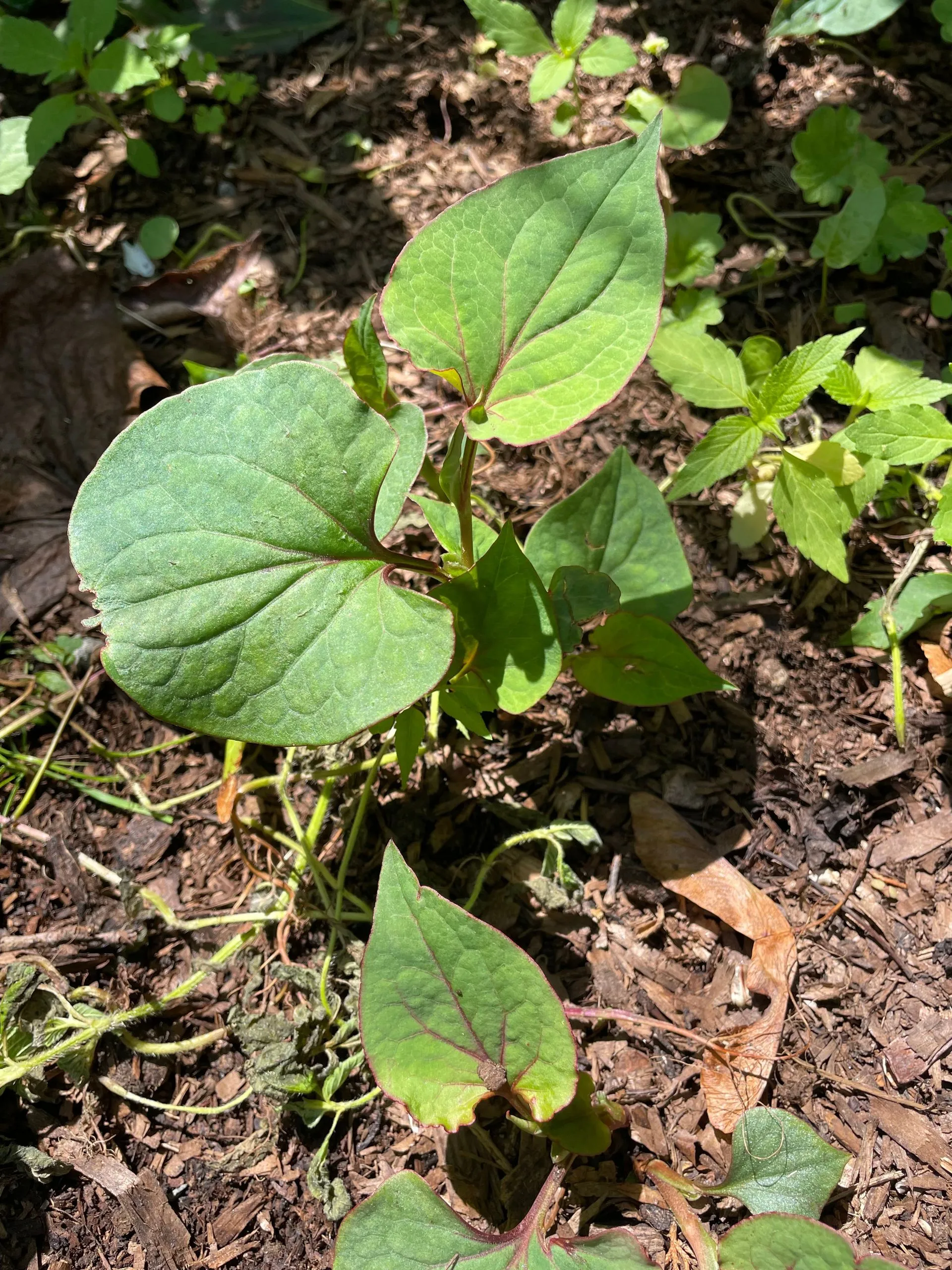 The Poison Ivy Guy project photo