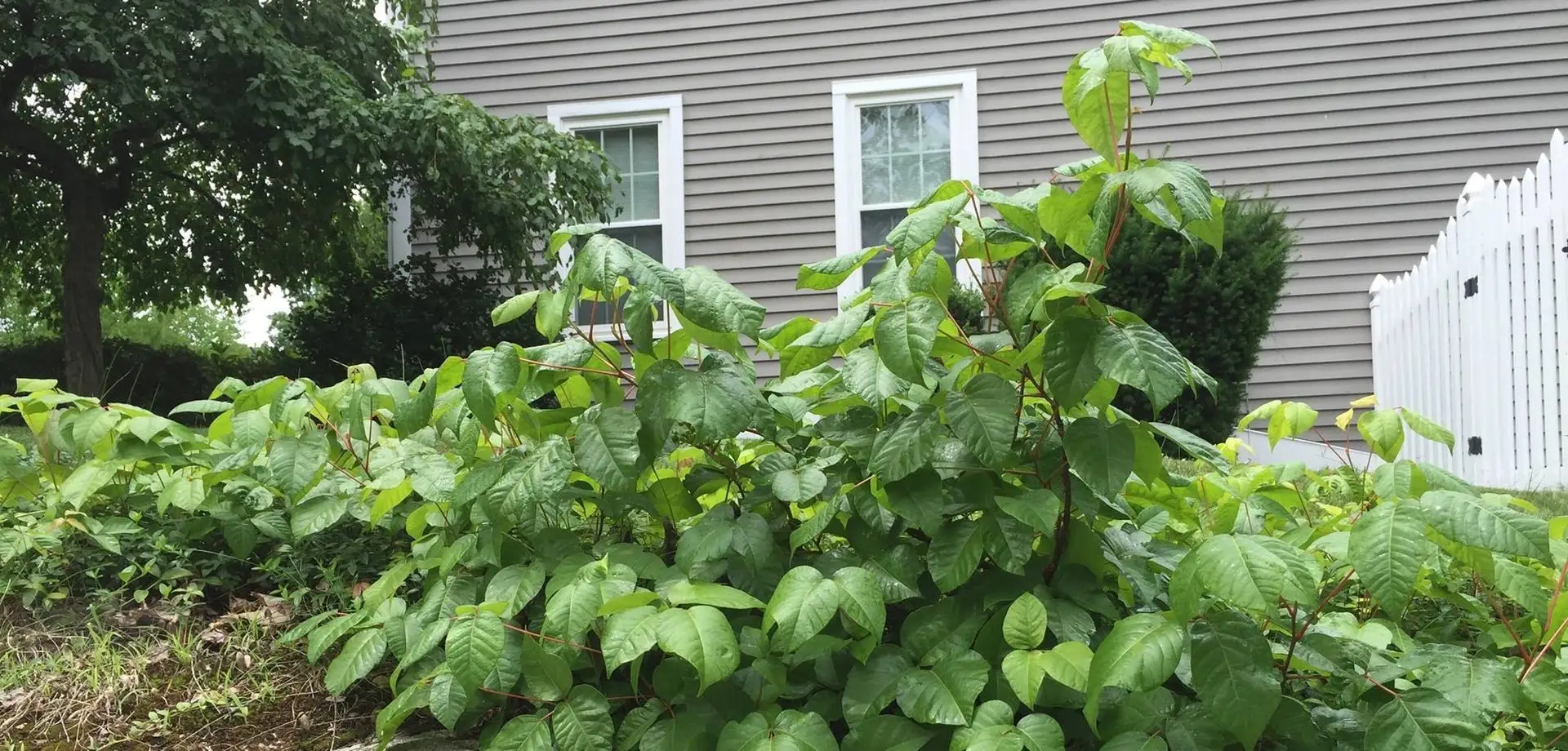 Poison ivy growing beside a house in Massachusetts