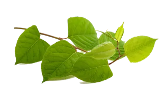 Japanese knotweed growth