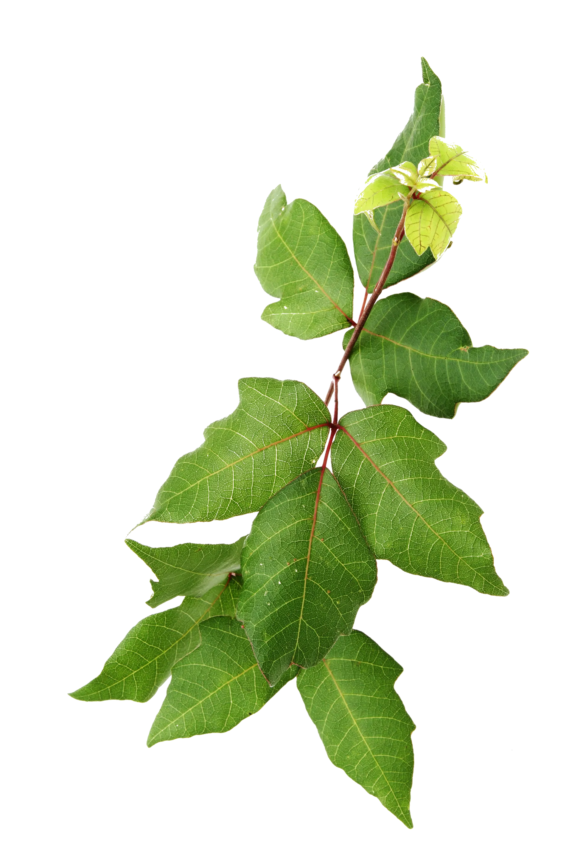 Poison ivy spreading on a property