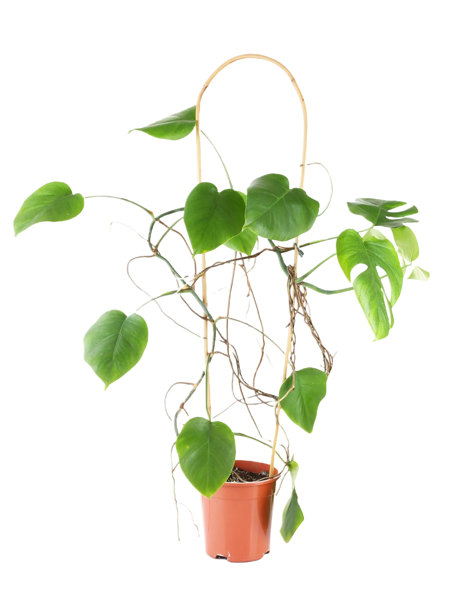 Pothos houseplant climbing a moss pole in a terracotta pot