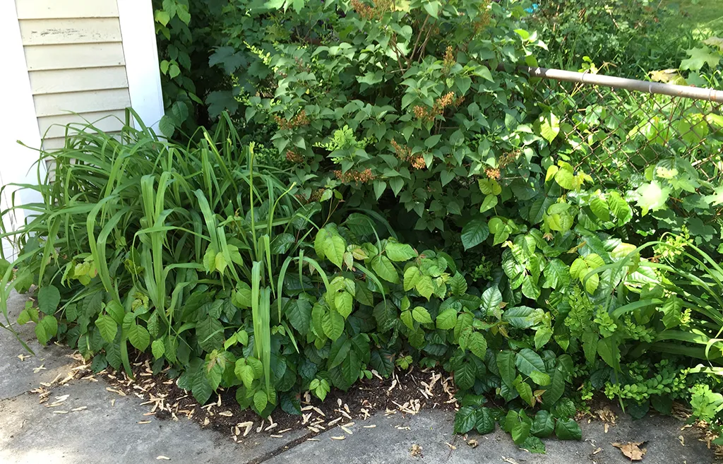 Poison ivy overgrowing a garden bed beside a house and walkway