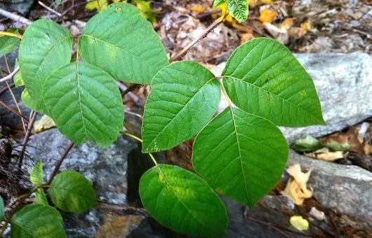 Poison ivy's three-leaflet cluster growing over rocks